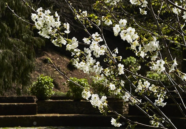 parco-fiori-bianchi